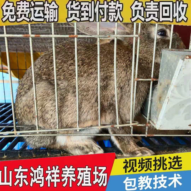 Live Belgian Rabbits Are Sold in Large Quantities. Live Belgian Rabbits Are Priced at Preferential Prices. Live Meat Rabbits Have High Profits
