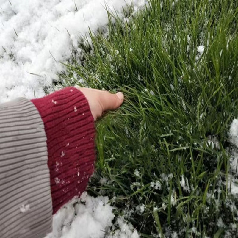 Grass Seeds, Early-Maturing Lawn Seeds, Dwarf Four-Season Grass Seeds, Trample-Resistant Courtyard, Cold-Resistant, No-Trimming Carpet