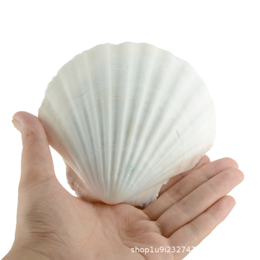 Aibei natural conch shell xiayi shell white shell tableware shell handmade diy white shell batch