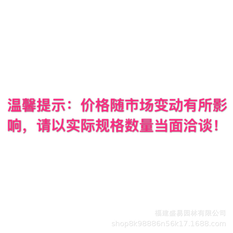 Sichuan Firecracker Flower Wholesale Fujian Firecracker Flower Price Zhangzhou Firecracker Flower Base Firecracker Flower Supply Firecracker Vine