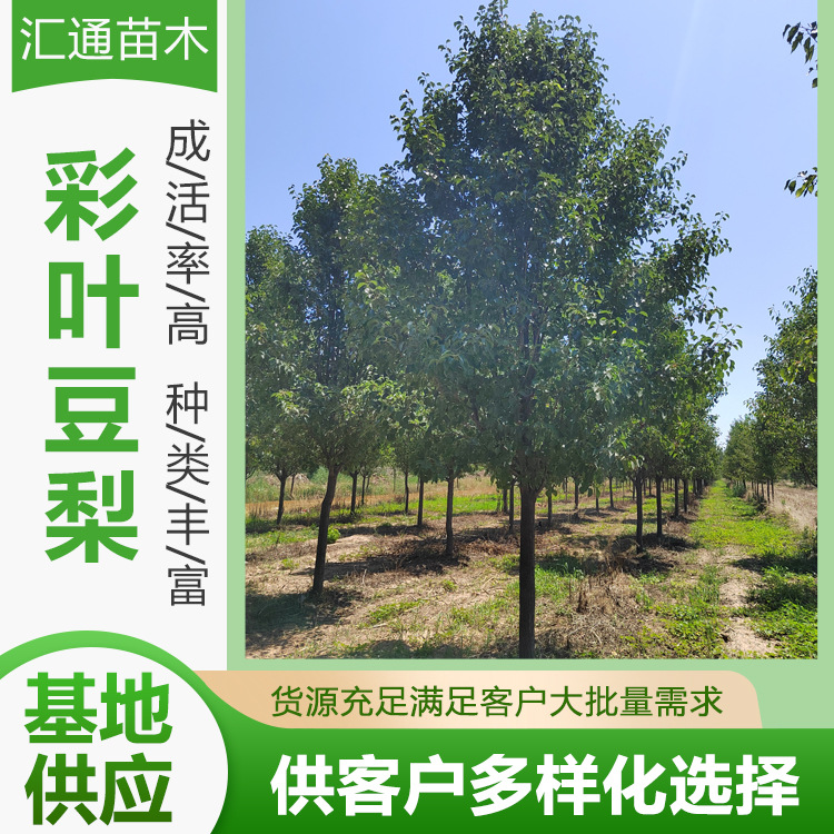 Colored Leaf Bean Pear 8-18 cm Branches 1.3- 15m Greening Seedlings Road Greening Protective Trees Deciduous Trees