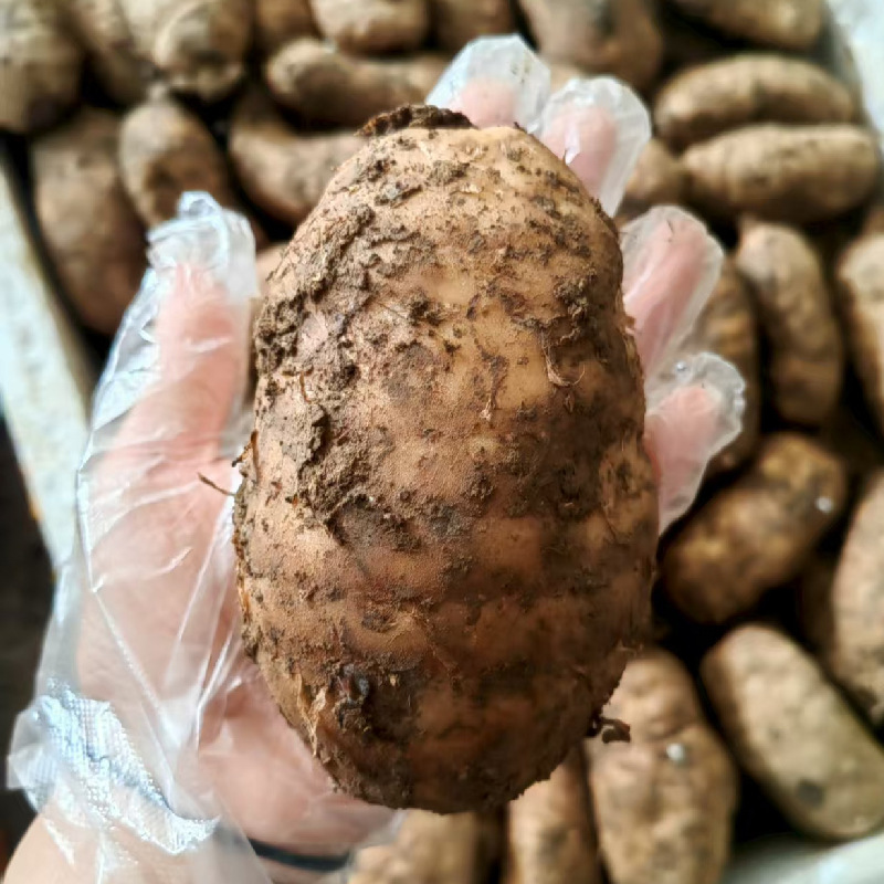 Fresh Tianma Freshly Dug in the Wild, Imitating Wild Tianma from Guizhou and Yunnan, Zhongyang Tianma, Street Stalls and Exhibitions
