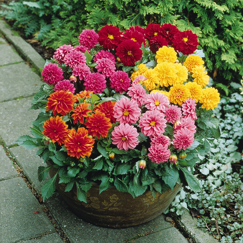 Луковицы георгинов, двойные цветы, луковицы на четыре сезона, семена цветка сладкого картофеля, луковицы, посадка в цветочном саду георгинов