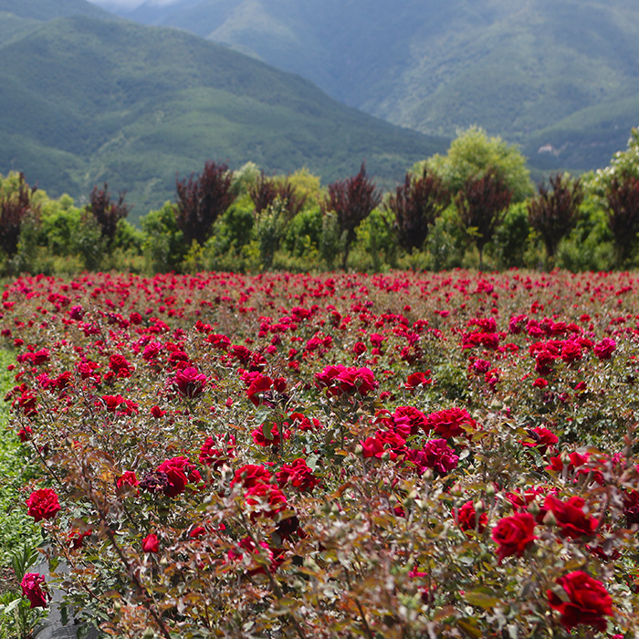 Yunnan Rose Petal Bath Natural Real Dried Flowers Foot Bath Hot Spring Homestay Hotel Milk Bubble Bath Factory
