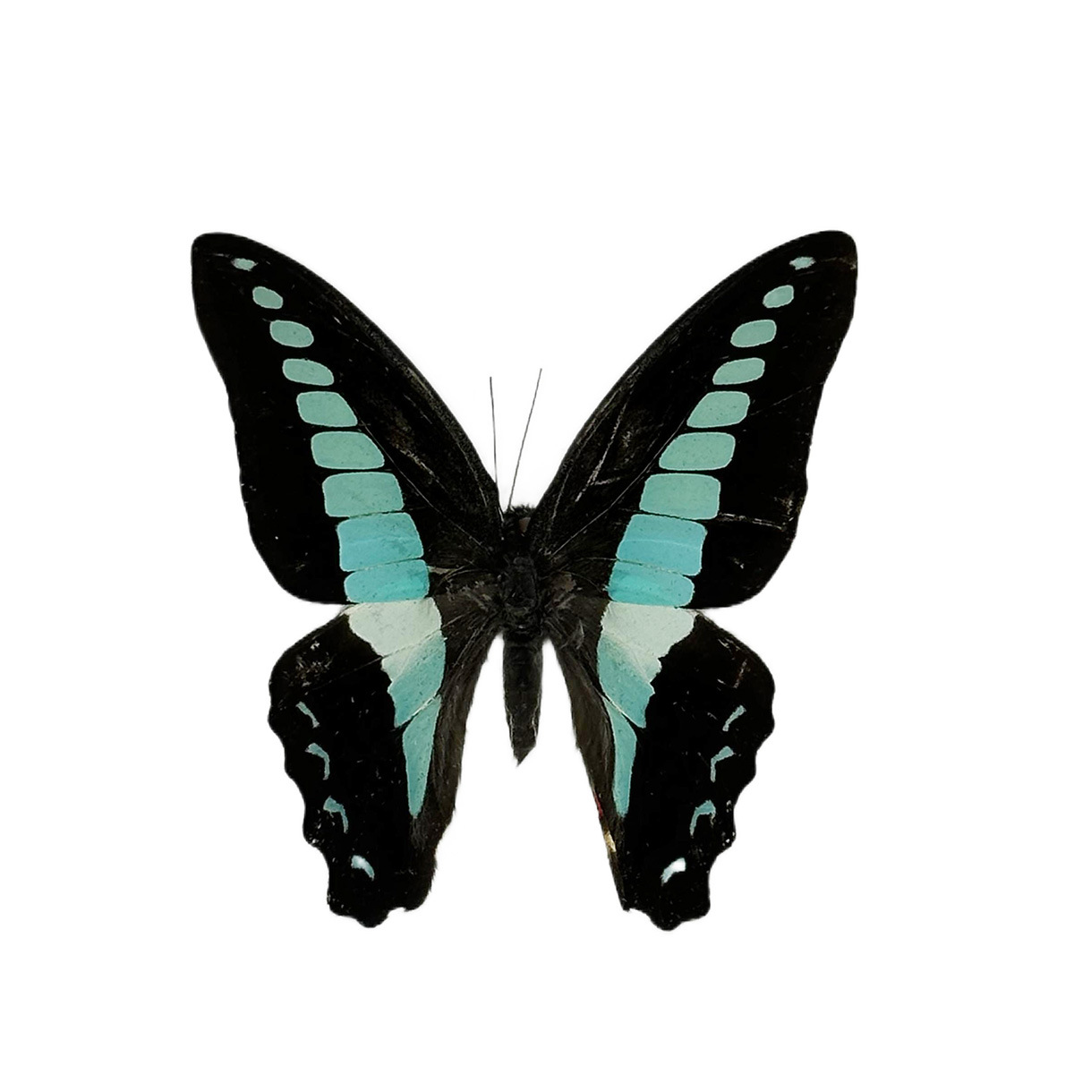 Wholesale Cross-Border Real Butterfly Specimen Original Butterfly Citrus Phoenix Butterfly Elegant Gray Butterfly Insect Specimen Beetle Children's Popular Science Handmade