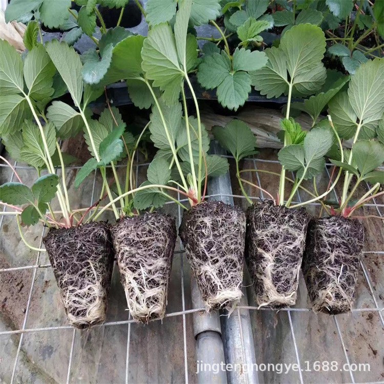 Wholesale Strawberry Seedlings, Miaoxiang No. 7, Strawberry Seedlings of Various Varieties, Plug Tray Strawberry Seedlings