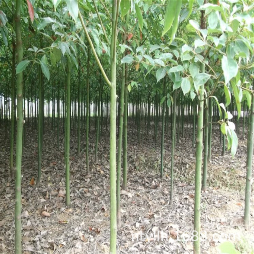 Camphor Saplings, Large and Small Leaf Camphor Saplings, Mosquito Repellent Camphor Saplings, Evergreen Saplings Planted in the North and South, All Year Round