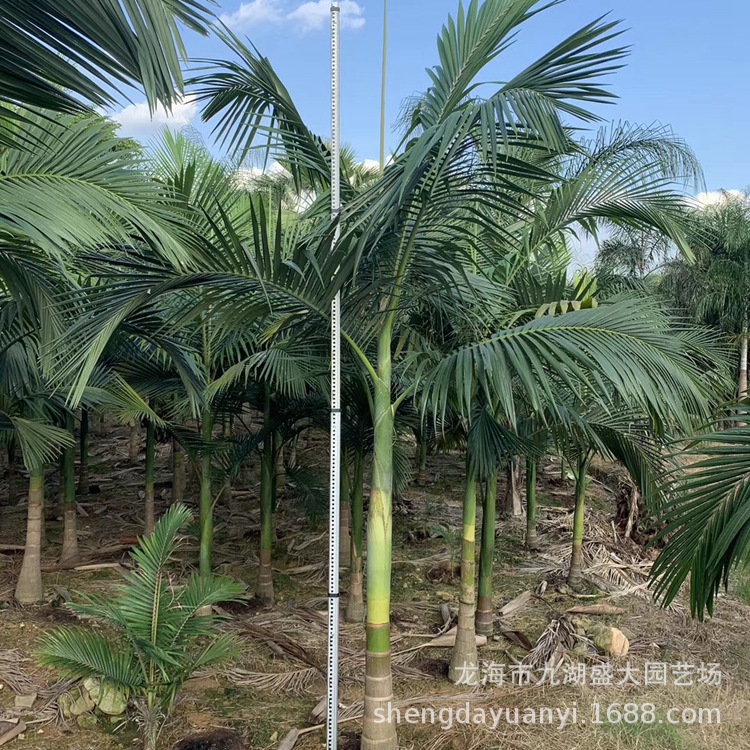 Fujian Fake Betel Nut Wholesale Yunnan Fake Betel Nut Price Zhejiang Fake Betel Nut Tree Jiangxi Fake Betel Nut Base