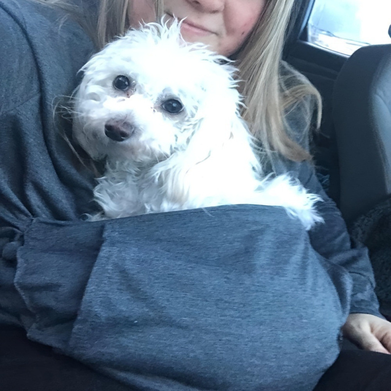 Женская переноска для домашних животных, свитшот для кошек и собак