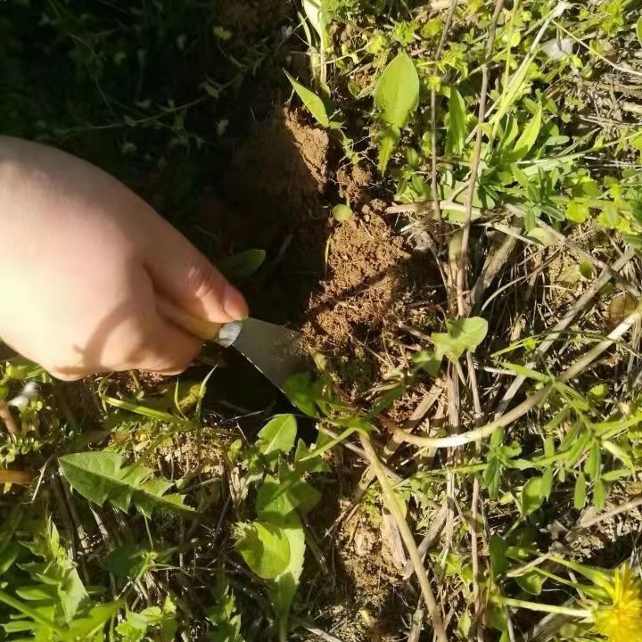 Wild Dandelion New Arrival Changbai Mountain 500g Chinese Herbal Medicine New Arrival with Roots and Whole Tree Chopped into Diced Mother-In-Law Pure Natural