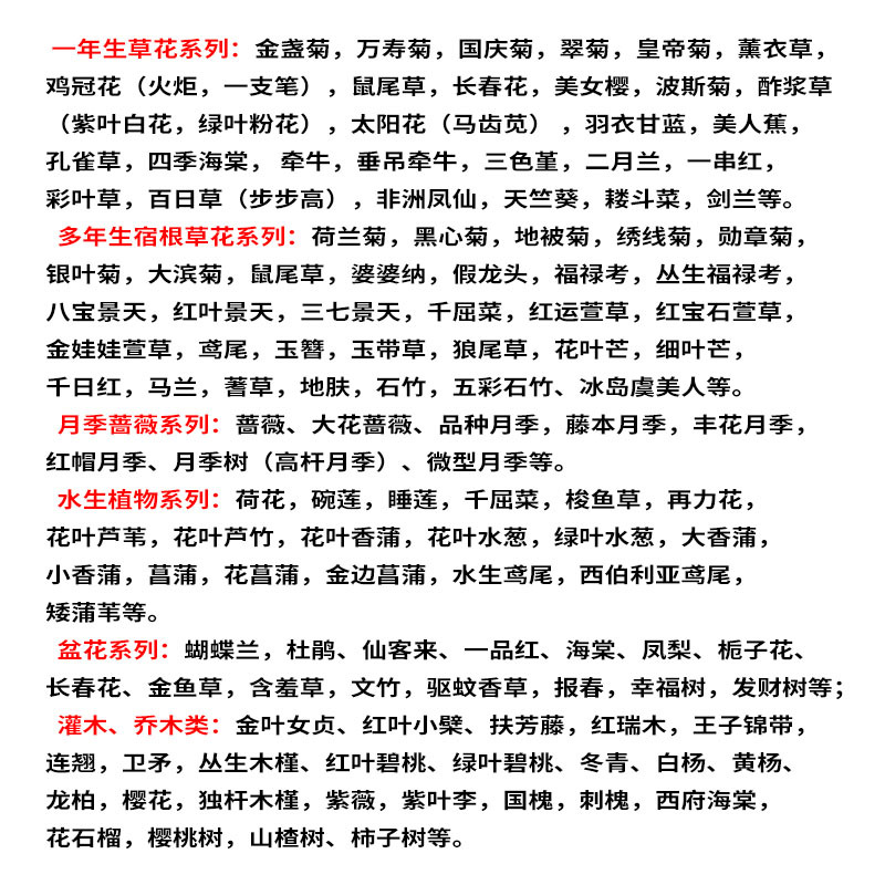 Clustered Phlox Zhi Sakura Phlox Flower Sea Design Qingzhou Flower Zhi Sakura Conifer Sky Blue Hydrangea Landscape