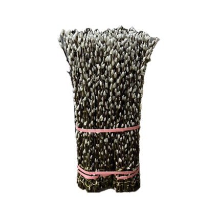 50cm Export Class a Silver Willow Fresh Branches Silver Willow Base Wholesale Self-Produced Self-Marketing