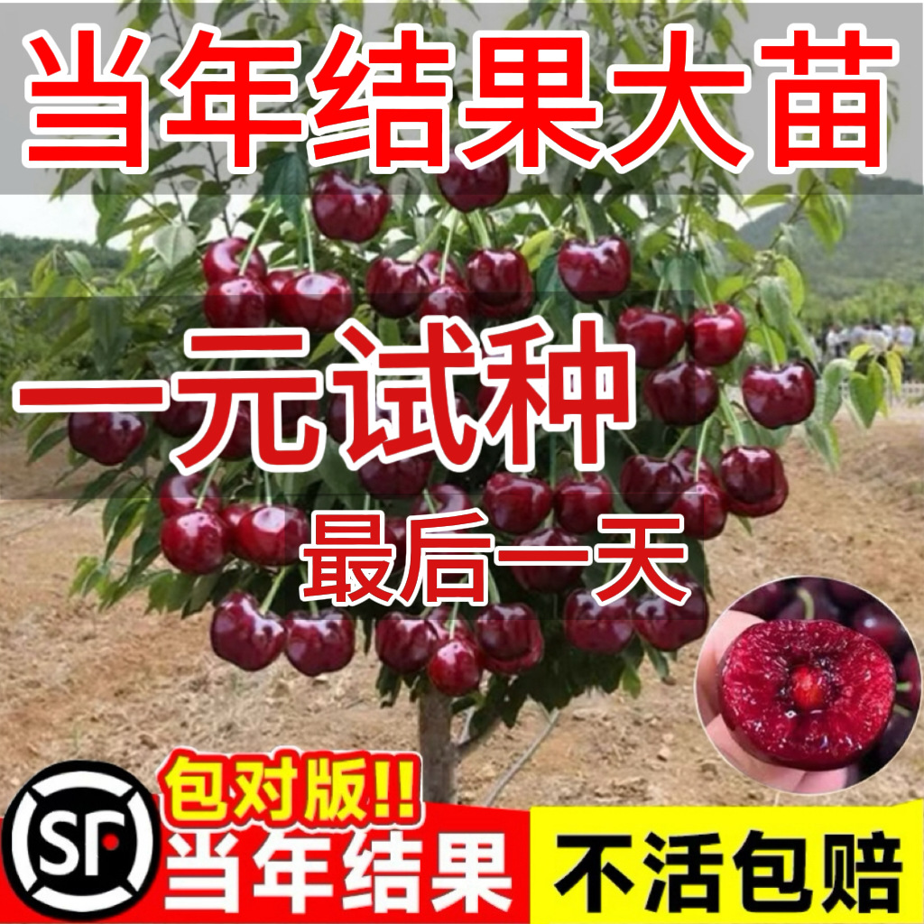 Саженцы вишни для балкона, южные саженцы, саженцы для северного двора, карликовые большие саженцы вишни Черная жемчужина