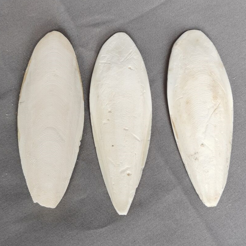 Source Wholesale Cuttlefish Bone New Product Trimming and Polishing Cuttlefish Pet Teeth Grinding Various Specifications Cuttlefish Bone