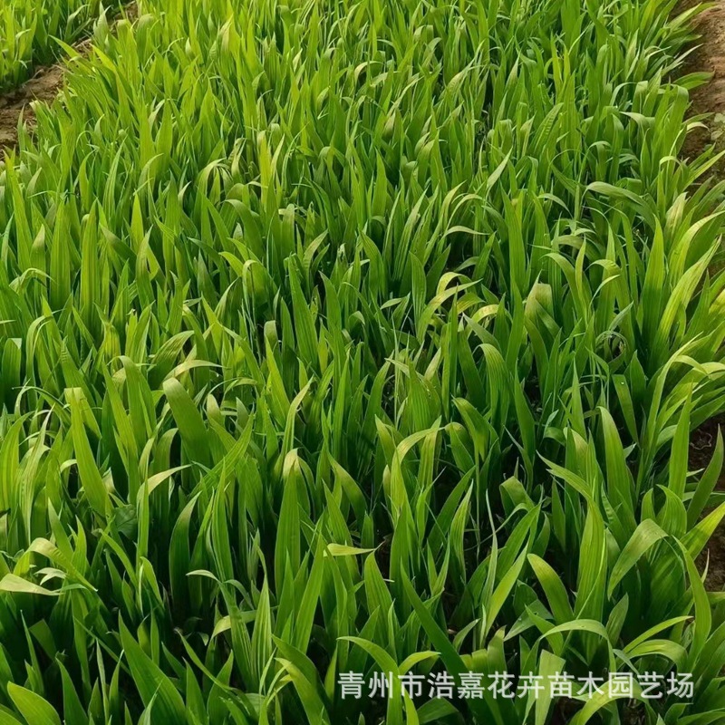 Aquatic Orchid Iris Aquatic Greening Seedlings Evergreen Flower Project May Day Rental Aquatic Banana Potted Plants