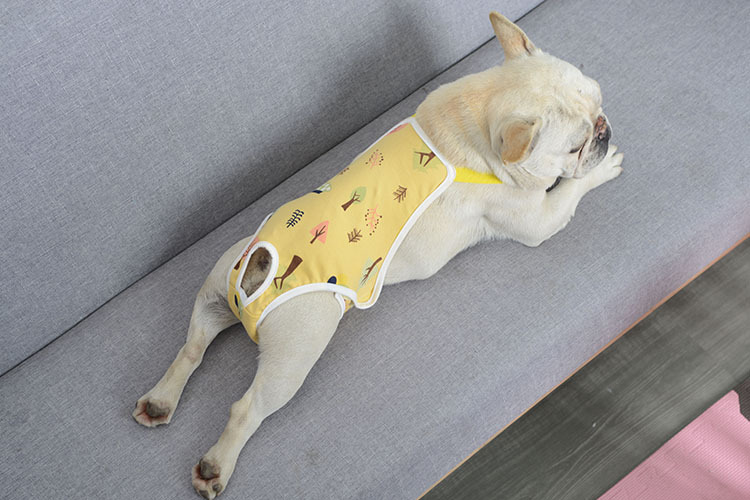 Pet diapers dog physiological pants Teddy pants diaper Teddy menstrual pants pet aunt pants generation hair