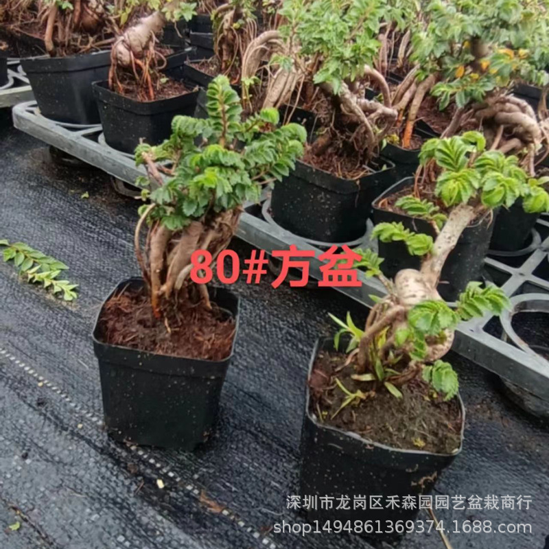 Camel Elm Zen Bonsai Mini Mini Miniature Palm Treasure Old Pile Root Shape Small Leaf Elm Potted Plant