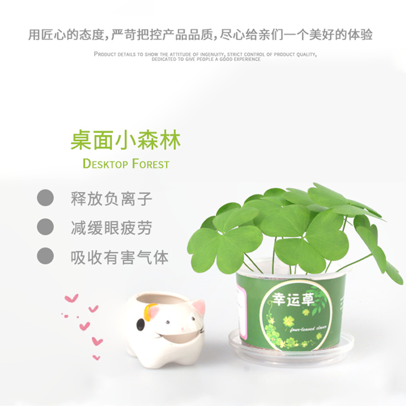 Qiaoqiao Cup Small Potted Kidsren's Handmade Toys Observation and Planting Hydroponic Creative Student Desktop Bonsai Green Plants