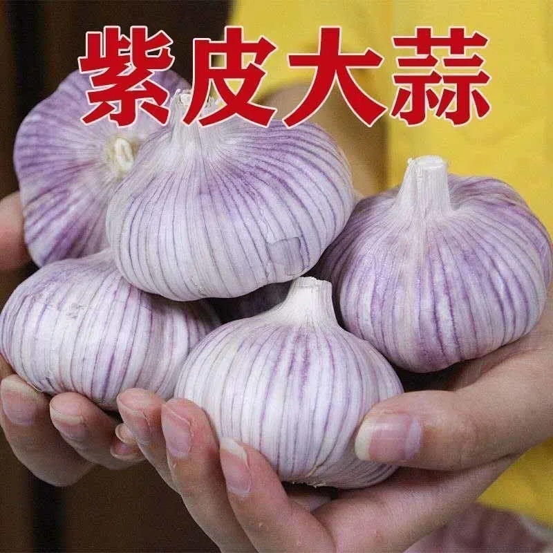 Чеснок с фиолетовой кожурой 2.5кг 2024 сезон целая коробка свежих овощей новый сушеный чеснок оптом с красной кожурой, фермерский
