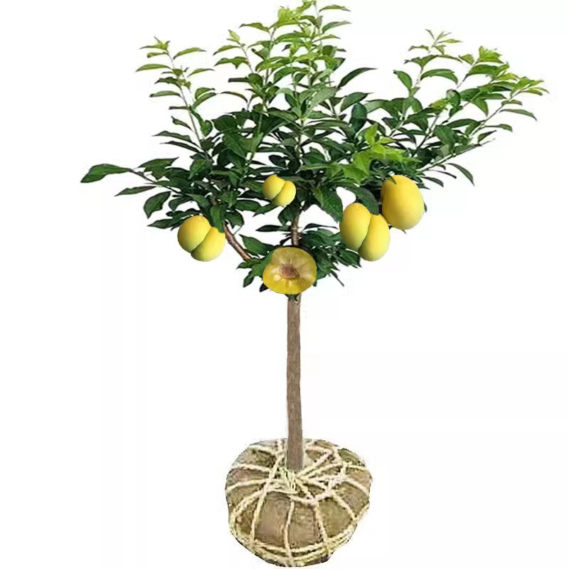 Grafted Honey Plum, Extra-Large Late-Ripening Boneless Green Crisp Plum, Sanhua Plum, Grown in Both Northern and Southern Regions, Produces Delicious Fruit in the Same Year