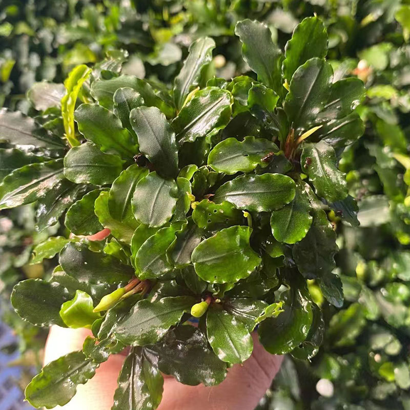 Factory Wholesale Instant Grass Seeds Fish Tank Landscaping Aquatic Grass Seeds Cow Hair Opposite Leaf Grass Seeds Grass Seeds Love Grass Seeds