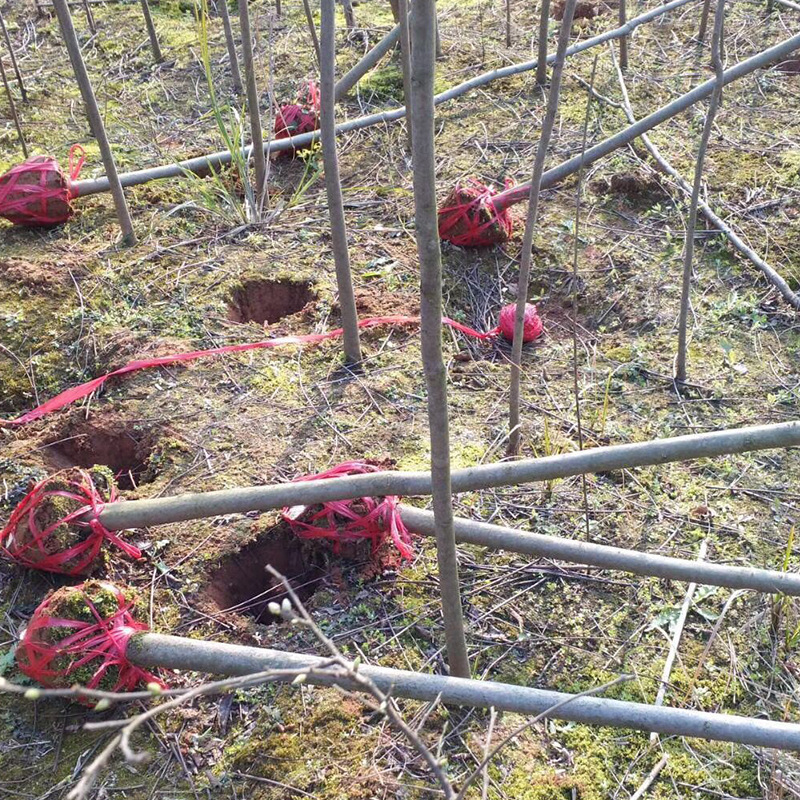 Base Wholesale Huangshan Luan Saplings Luan Saplings Bare Mountain Reforestation Seedlings Small Saplings Greening Tree Seedlings