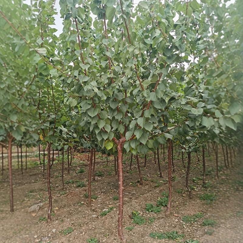 Extra-Large Apricot Tree Seedlings, New Varieties of Fragrant Apricots and Field Apricots, Suitable for Planting in All Seasons in Both Southern and Northern Regions, Ideal for Villa Gardens and Grafting