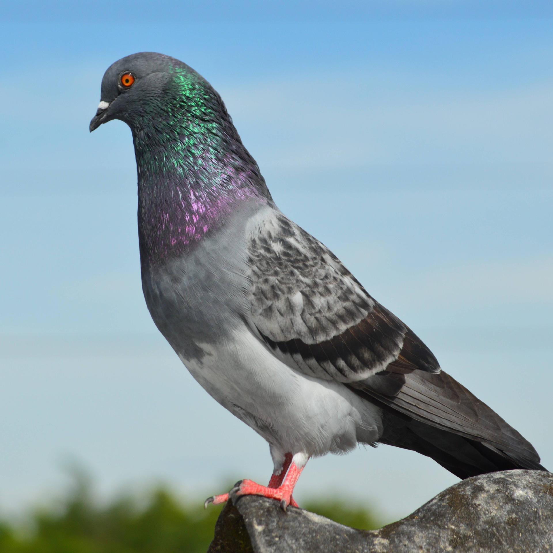 Young Breeding Pigeon Meat Pigeon Dove Pigeon Chicks Slate Gray Pigeon Small Pigeon Live Pair of Yuanbao Pigeons