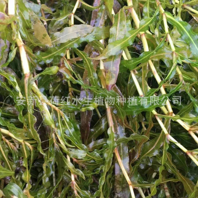 Understanding Dwarf Bitter Grass Seedlings, River Treatment, Submersible Plants, Water Quality Purification, Micro-Toothed Eye Dishes, Yilegae Engineering