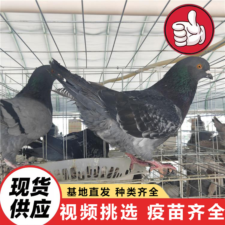 Breeding Base Sells Live White-Feathered King Pigeons, Free-Range Pigeons, Domesticated Ornamental Pigeons, Breeding Pigeons, and Treasure Pigeons