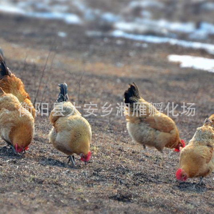 Wholesale Jute Feather Green-Footed Native Chicken Seedlings, Female Seedlings, Farm-Raised Free-Range Mountain Native Chicken Seedlings, Stupid Chicken Seedlings, Live Chicken Seedlings Out of the Shell