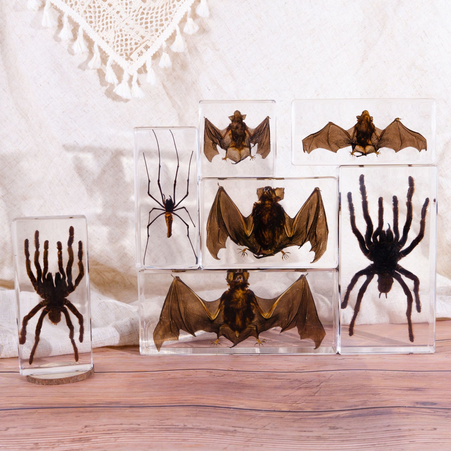 Популярный экземпляр настоящей летучей мыши, подставка для книг, подарок, новинка, смоляные изделия, коллекционные предметы для обучения