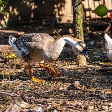 Langde Goose, Small Goose, Large Goose, Red-Billed Goose, Authentic Purebred Goose, Live Young Goose