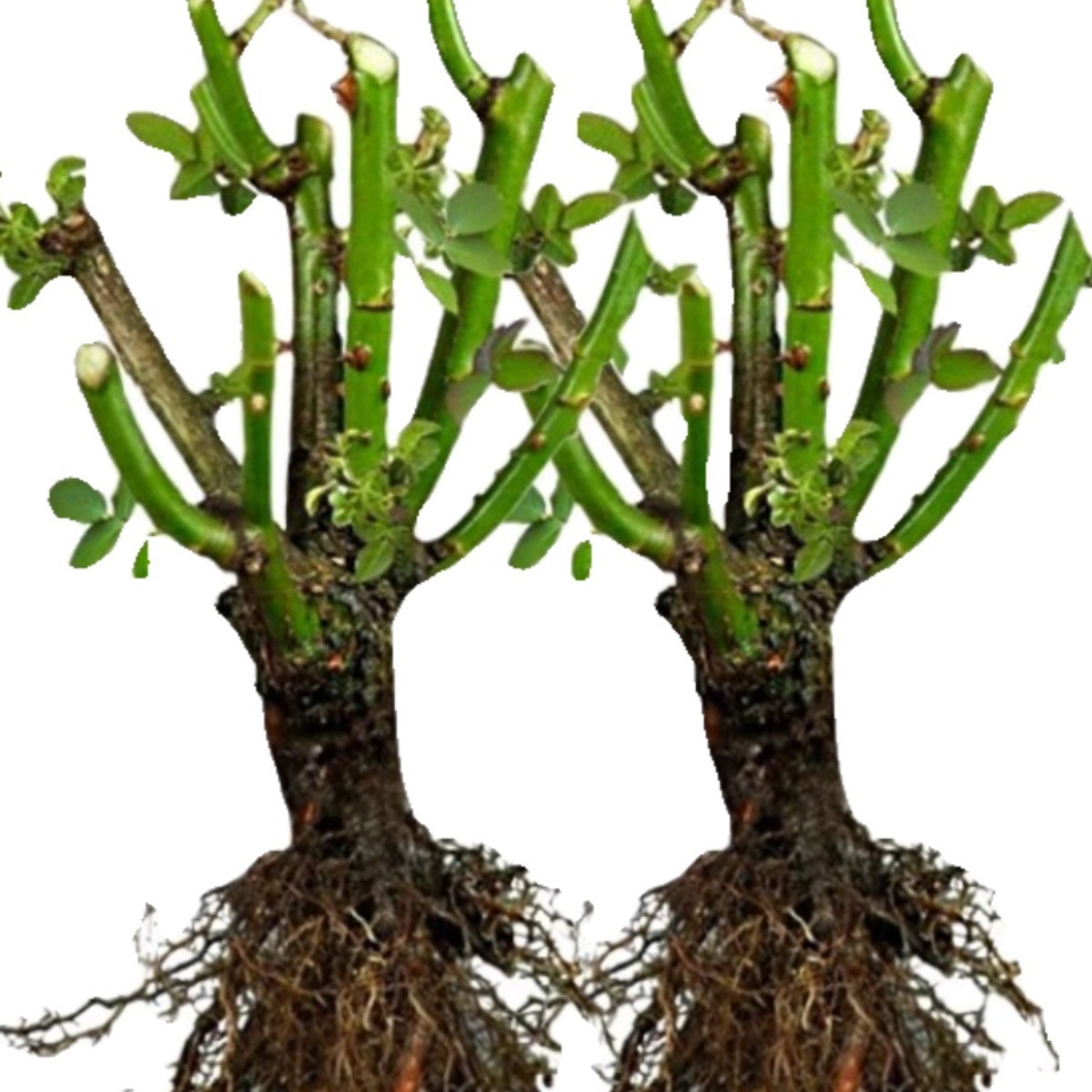 Strong-Scented Rose Seedlings, Old Piles, Large-Flowered Roses, Old-Root Florals, Potted Roses, Balcony Plants, Cold-Resistant and Blooming in All Seasons