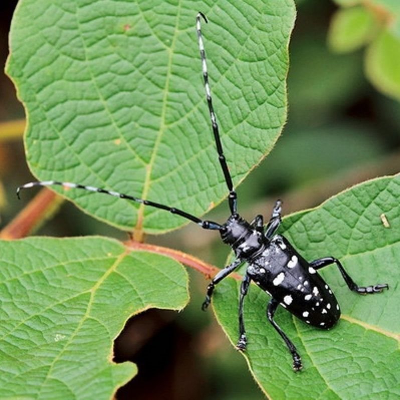 Live Pet Insect Beetle Crawling Small Animal White-Striped Easy to Raise Non-Toxic Destructive Star Beetle One