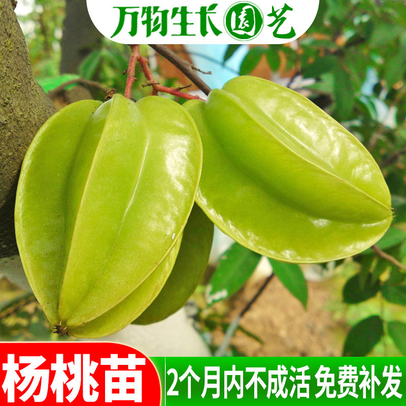 Саженцы звёздного фрукта, привитые саженцы, Малайзия, Тайвань, сладкий звёздный фрукт, красные саженцы звёздного фрукта, для балконных горшков, четырехсезонные саженцы