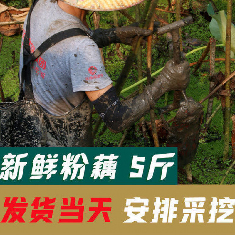 Fresh Lotus Root from Honghu, Fragrant and Glutinous, Hubei Specialty, Freshly Dug Nine-Hole Lotus Root with Mud, Suitable for Soup/Wholesale