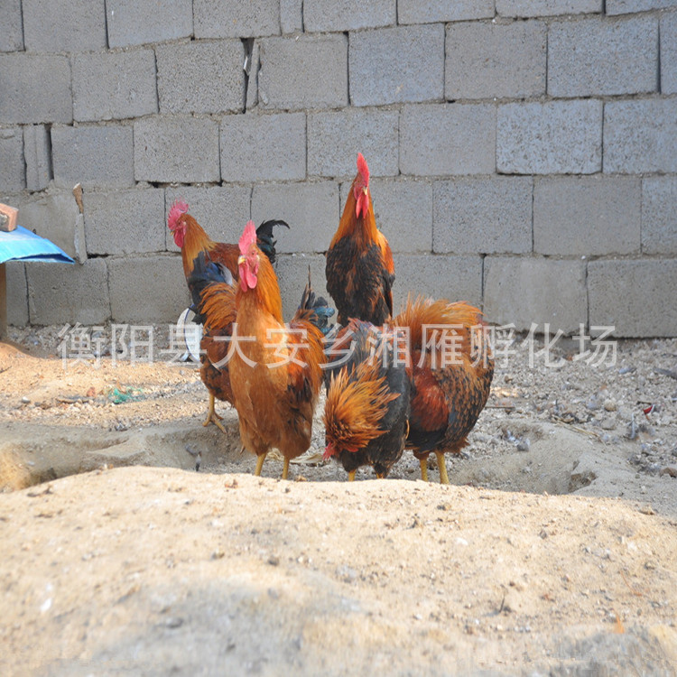Chicken Hatching Factory Wholesale Liangfenghua Castrated Chicken Hatching Red Hair Yellow Feet Large Fast-Growing Broiler Chicken Seedlings Live
