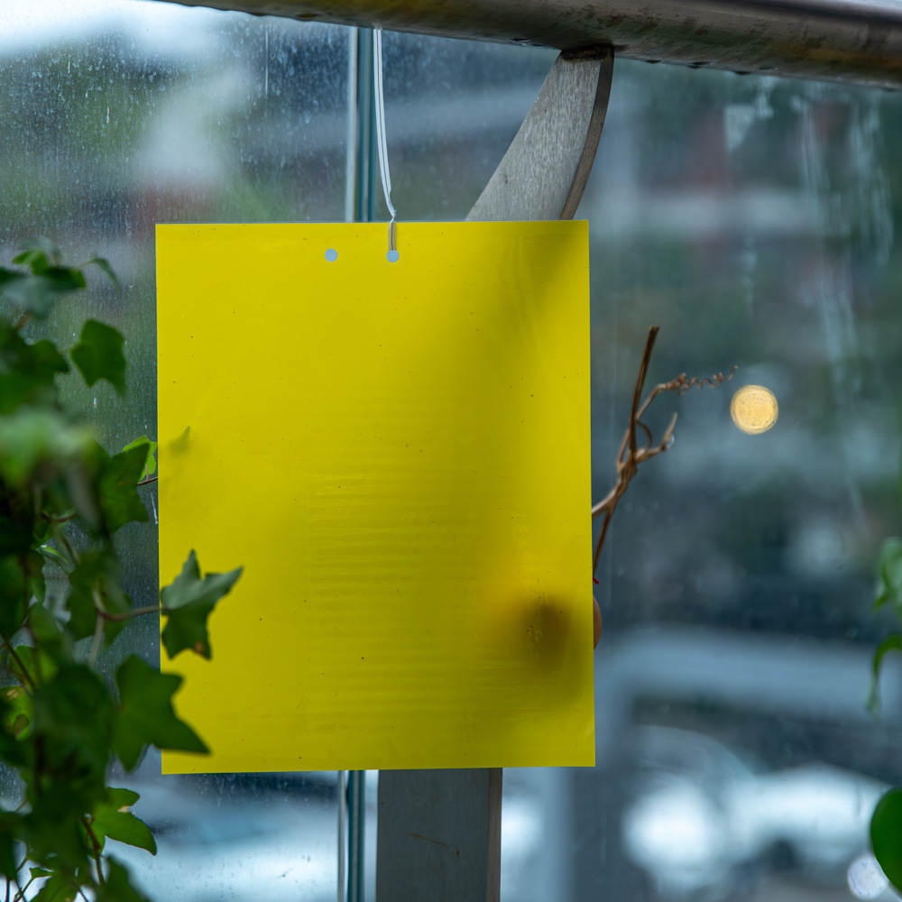 Yellow Board Double-Sided Sticky Insect Board Physical Sticky Insect Home Trap Orchard Tea Mountain Rod Thrips Fruit Fly Trap Powerful