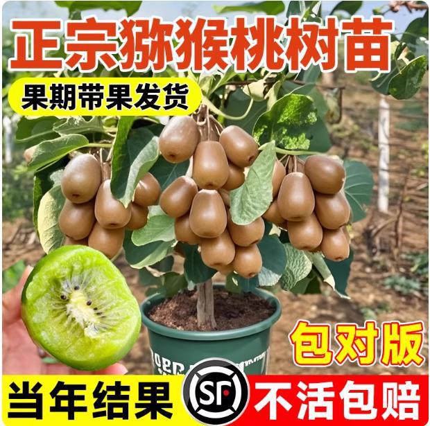 Саженцы киви с мужскими и женскими цветами, красные и зеленые сердца, саженцы киви Сюй Сян, подходят для посадки в любое время года в южных и северных регионах