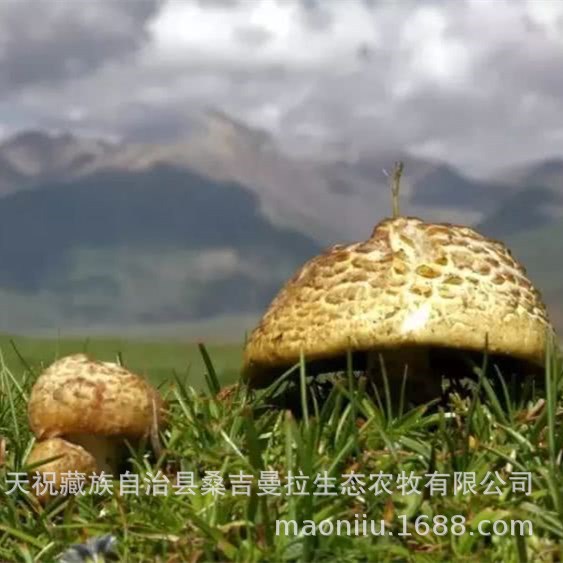 Qilian grassland yellow mushroom Qinghai yellow mushroom Xining small butter mushroom Qinghai specialty dried yellow mushroom