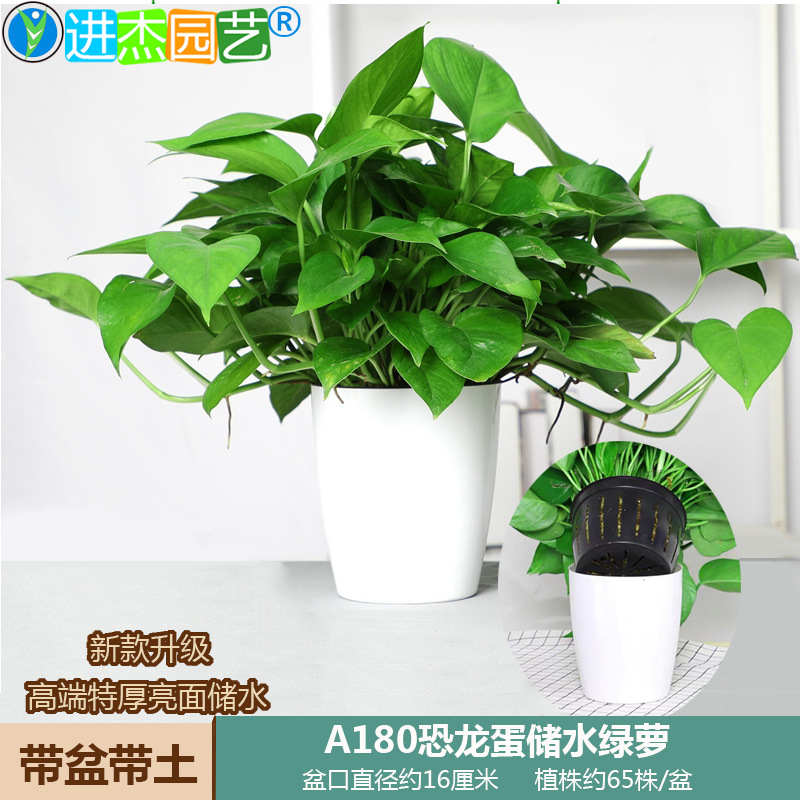 Green Radish Potted Large and Small Green Plants in the New House in the Office to Remove Formaldehyde Flower Bonsai Green Basket Base Wholesale