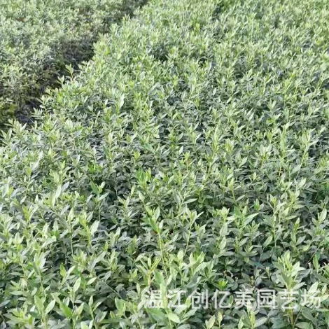 Spring Cuckoo, Summer Cuckoo, Western Cuckoo, Base Direct Supply of Ground Cover Plants, Various Plant Greening