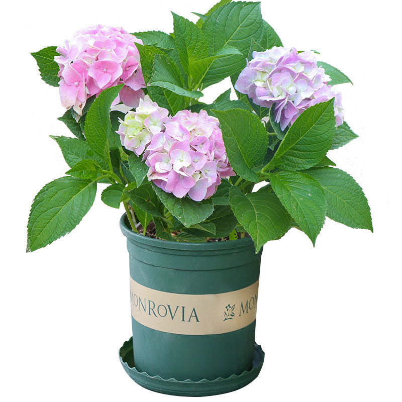 Yunnan Base Hydrangea Seedlings Wholesale Endless Summer Hydrangea Sea Blue Double-Petaled Potted Seedlings Greening Florals