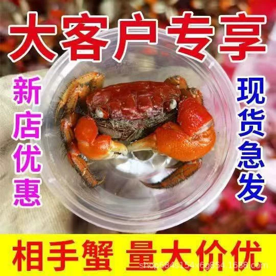 Crab, Chili Crab, Crab Stall, Retail Ornamental Crab, Small Crab, Live Pet, Reptile Pet, Wholesale Crab