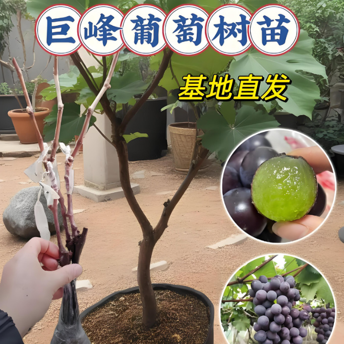 Direct Shipment from the Source Base Cid Specializes in Sapphire Sunshine Rose Kyoho Grape Saplings Potted and Ground Planting