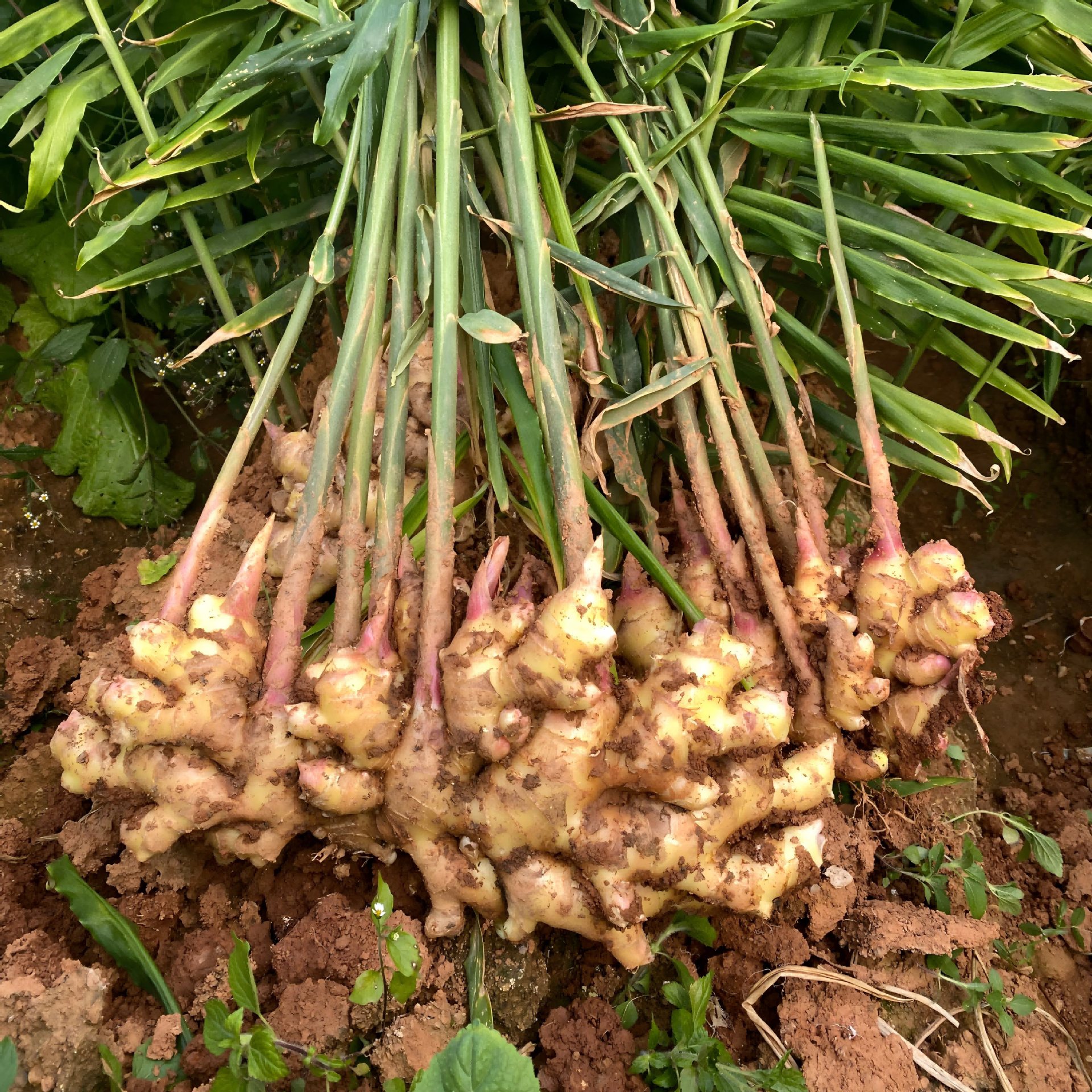 Yunnan Small Yellow Ginger Has a Rich, Spicy and Flavorful Taste. Freshly Dug Mountain-Grown Ginger Is Sold Directly from the Place of Origin