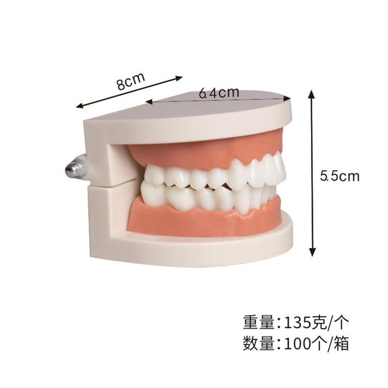 Dental resin practice dental model kindergarten brushing model health care dental teaching dental model