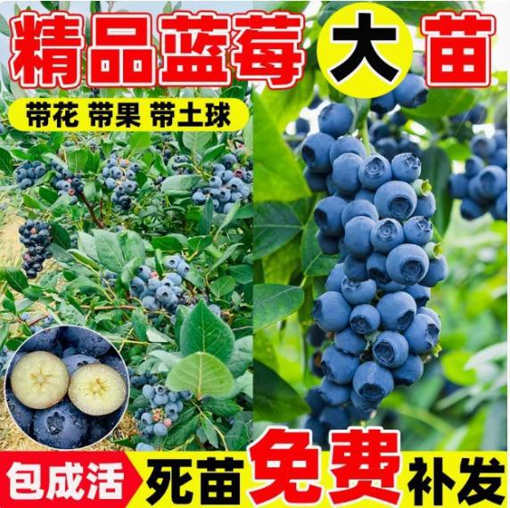 Саженцы черники Blueberry Mist в горшке, крупноплодные, морозостойкие, для южной и северной посадки, привитые черники Rabbit Eye