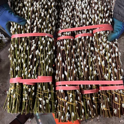 50cm Export Class a Silver Willow Fresh Branches Silver Willow Base Wholesale Self-Produced Self-Marketing